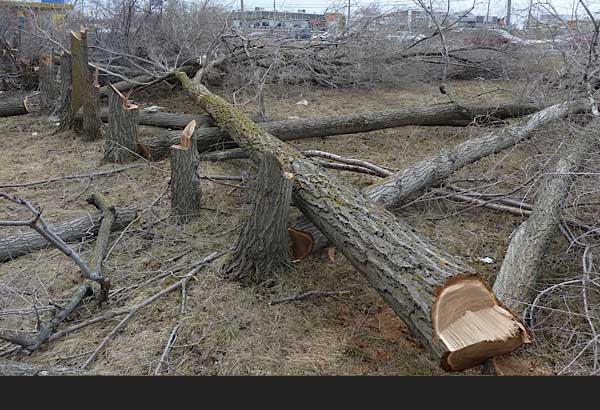 Illegal tree-cutter gets minimum fine of $500